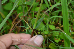 Murdannia loriformis